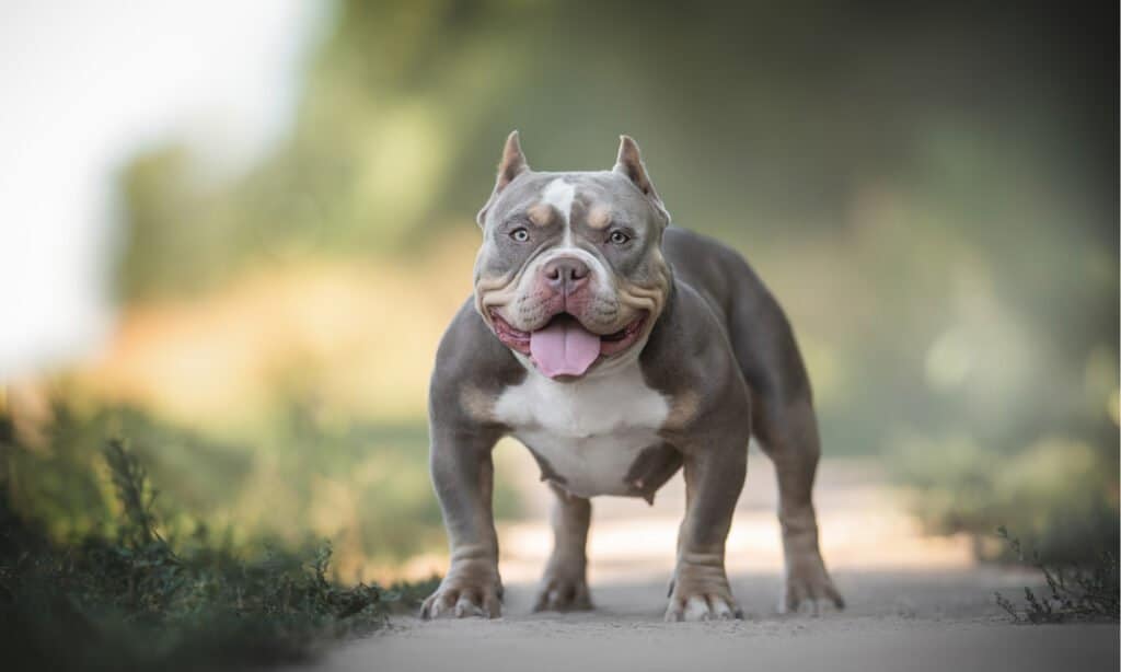 American Bully