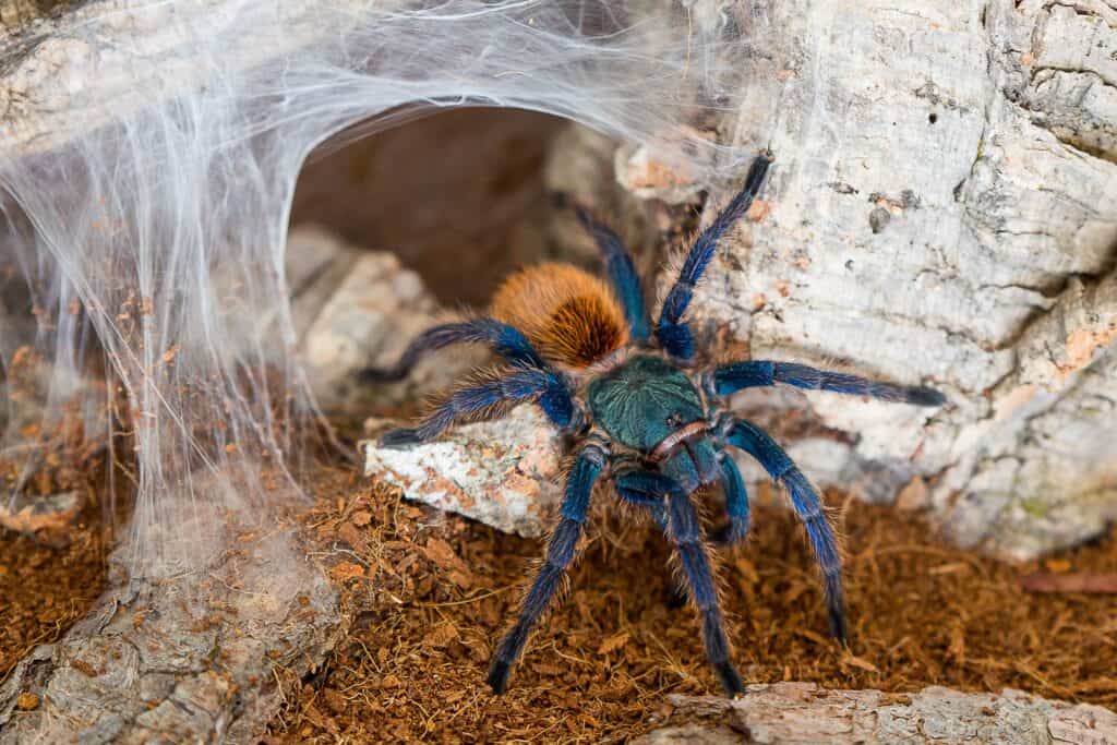 Green bottle blue tarantula chromatopelma cyaneopubescens