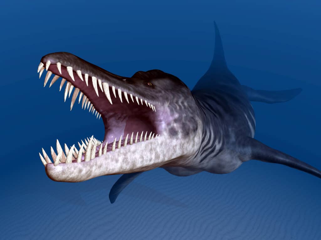 Liopleurodon a carnivorous marine reptile