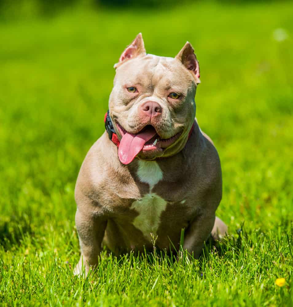 American Bully puppy dog