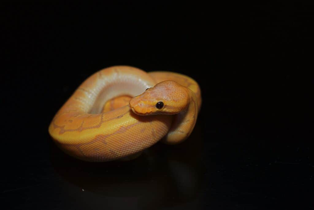 Orange Dream Ball Python