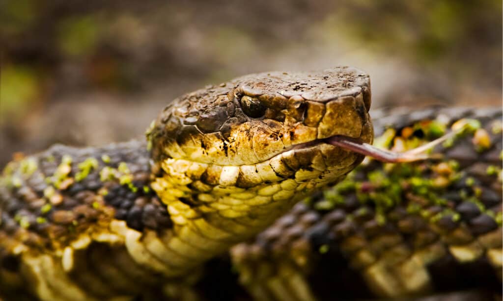 Cottonmouth Snake