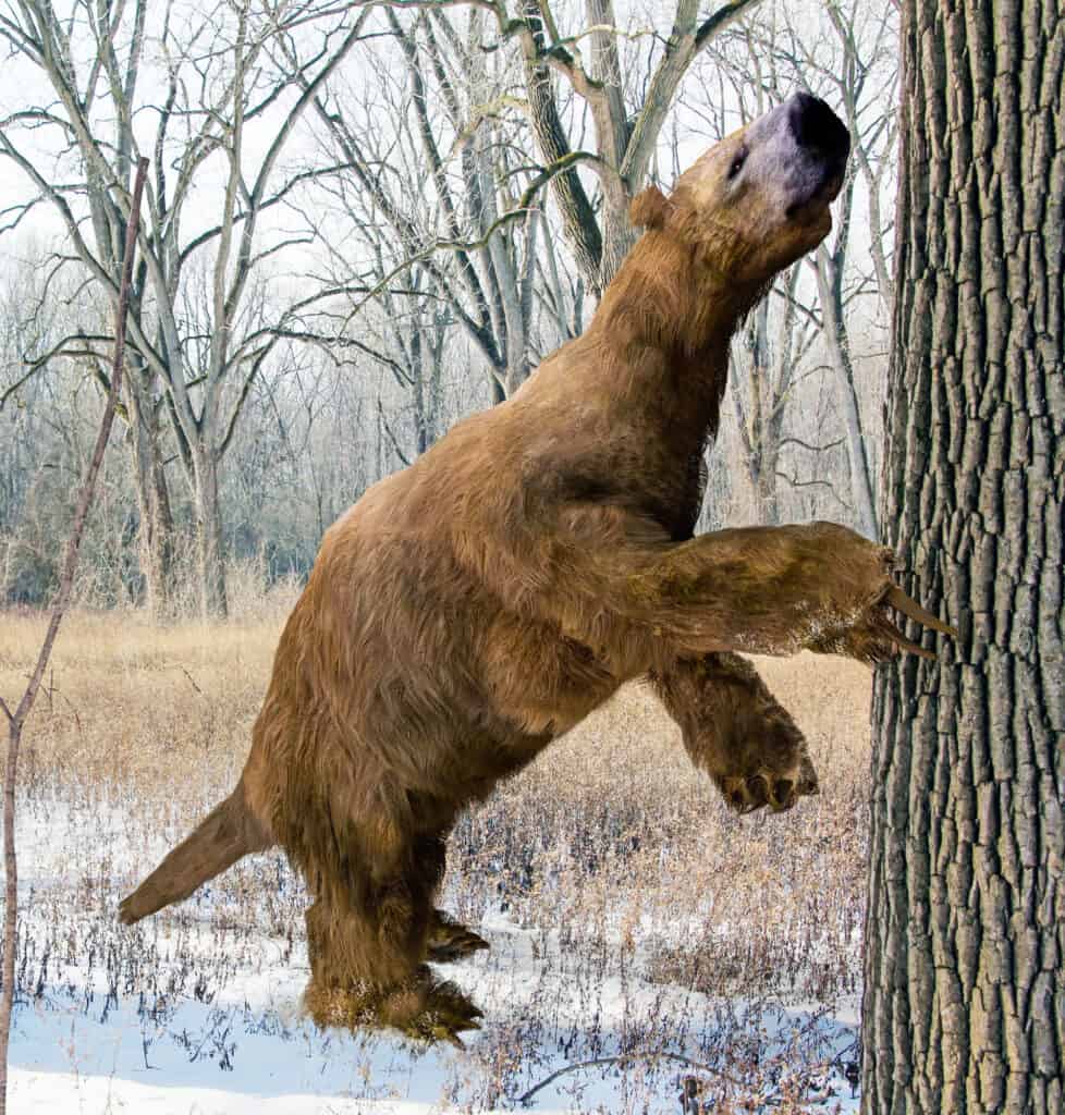 Giant Ground Sloth