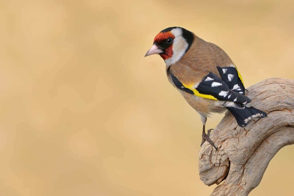 European goldfinch