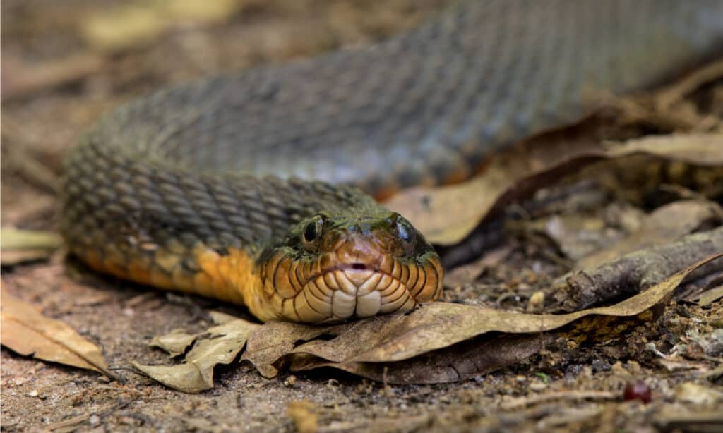 Plain-Bellied Water Snake - Yellow Belly Water Snake