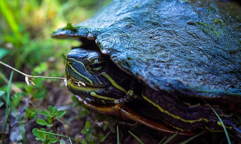 Ouachita map turtle