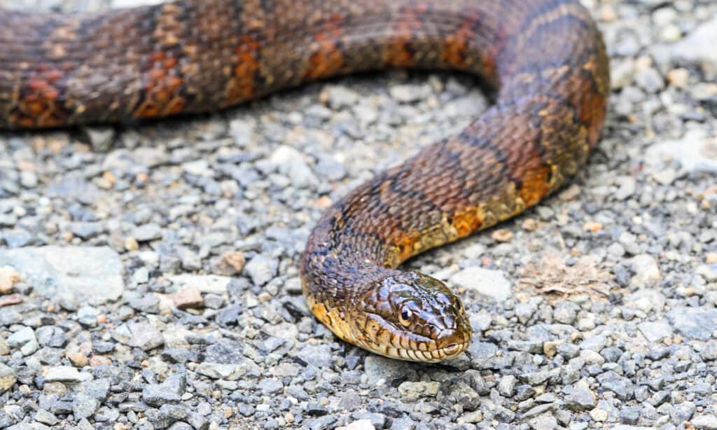 Northern Water Snake (nerodia sipedon)