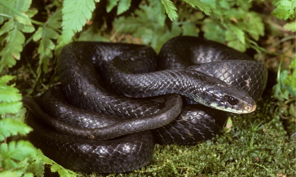 northern black racer