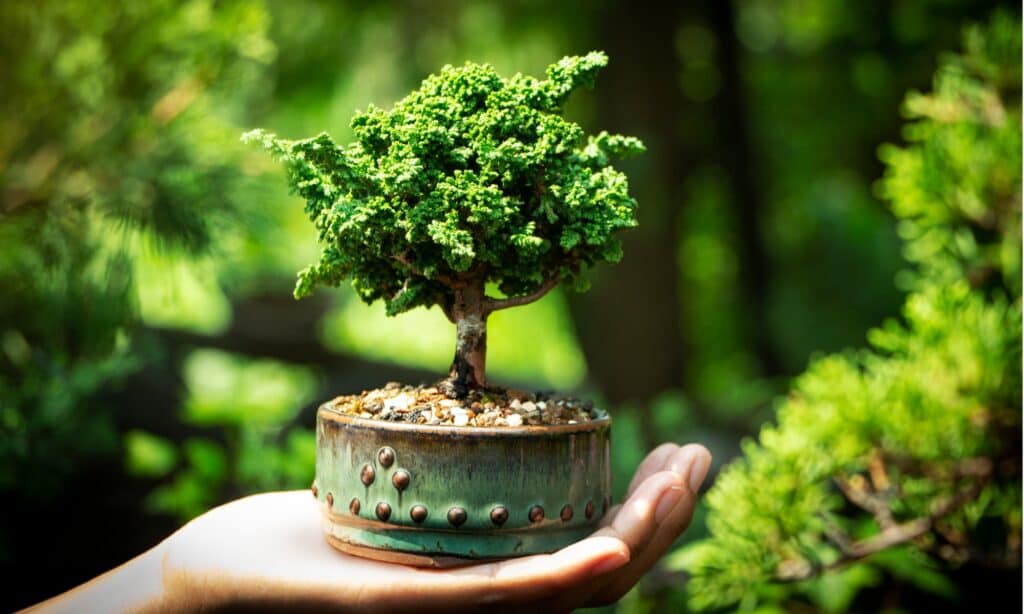 types of bonsai trees 