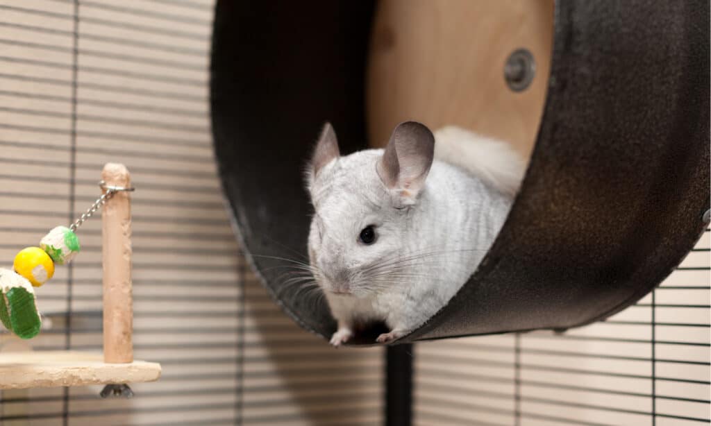 toys for chinchillas