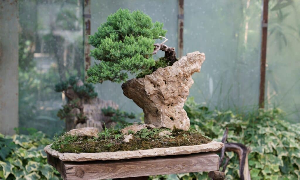 Types of Bonsai Trees