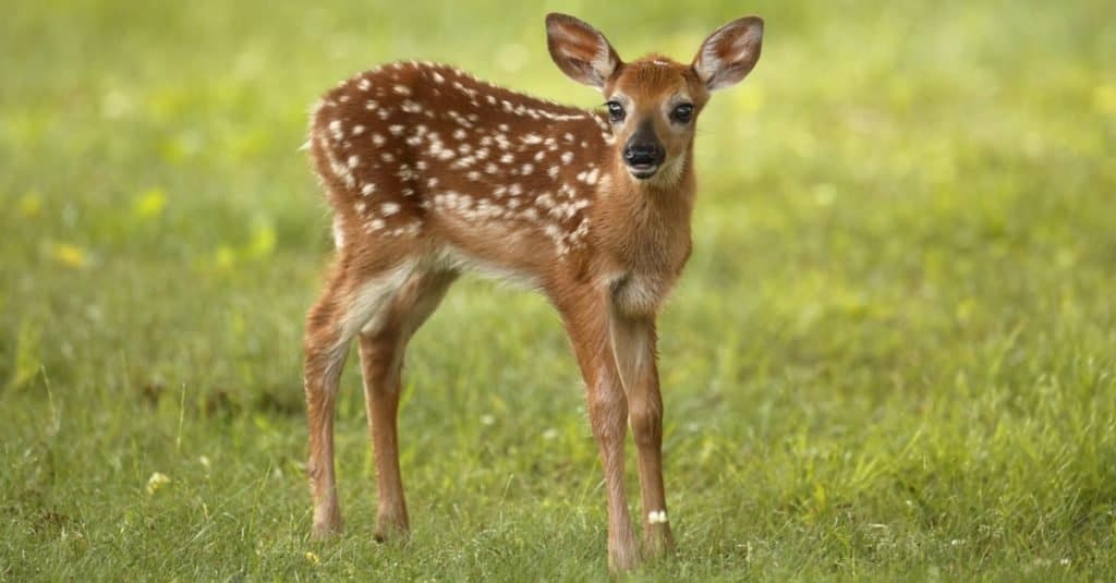 A white-tailed deer fawn standing in a meadow