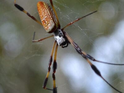 A Banana Spider