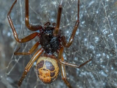 A False Widow Spider