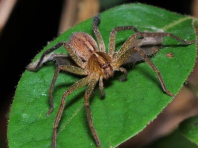 A Huntsman Spider