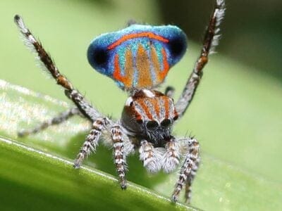 A Peacock Spider