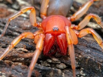 A Woodlouse Spider