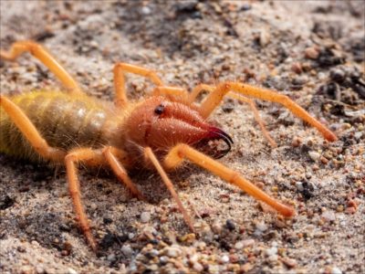 A Camel Spider