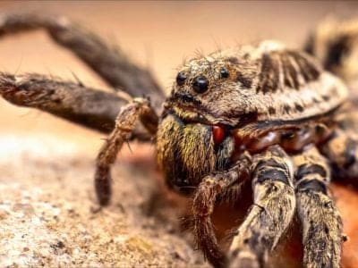 A Wolf Spider